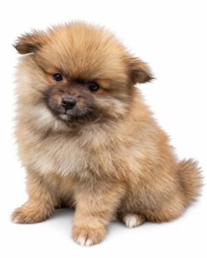 POMERANIAN 5361 BOY