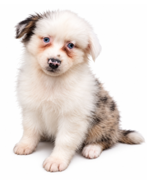 POMSKY 7034 BOY