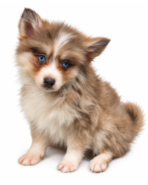 POMSKY 9784 BOY