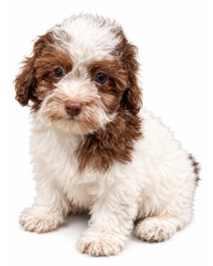 POODLE 2501 BOY