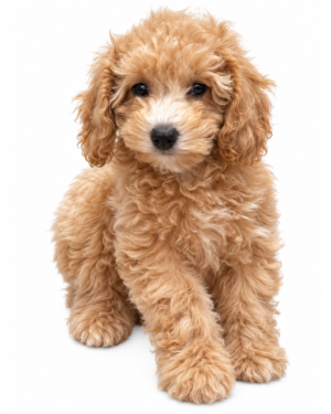 POODLE (MINI) 3296 GIRL