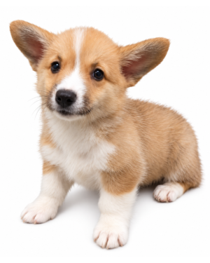 PEMBROKE WELSH CORGI 2416 BOY