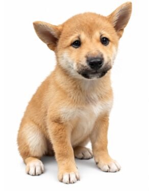 SHIBA INU 5859 BOY