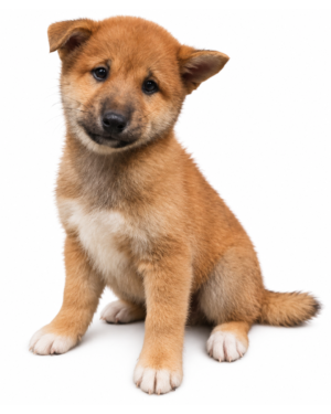 SHIBA INU 9282 BOY