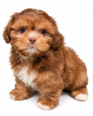 SHIH TZU 9022 BOY