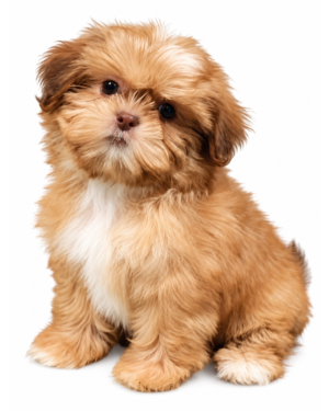 SHIH TZU 9513 GIRL