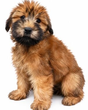 SOFT WHEATEN 2295 BOY
