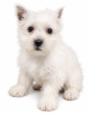 WEST HIGHLAND TERRIER (WESTIE) 5126 GIRL