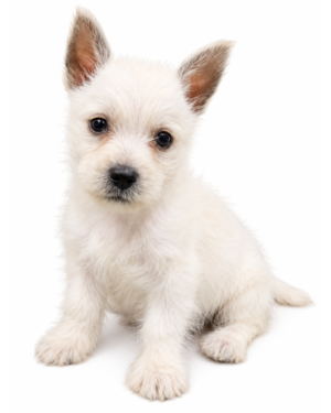 WEST HIGHLAND TERRIER (WESTIE) 5963 BOY