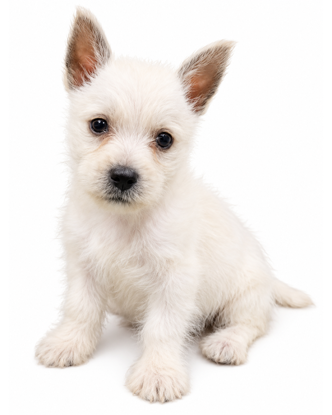 WEST HIGHLAND TERRIER (WESTIE) 5963 BOY