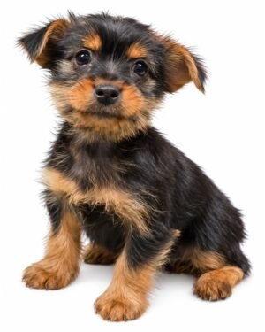 YORKSHIRE TERRIER (YORKIE) 3061 GIRL